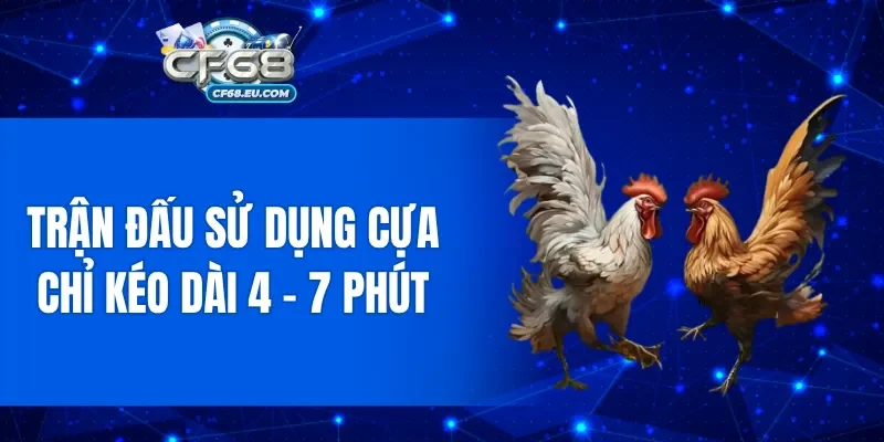 Trận đấu sử dụng cựa chỉ kéo dài 4 - 7 phút